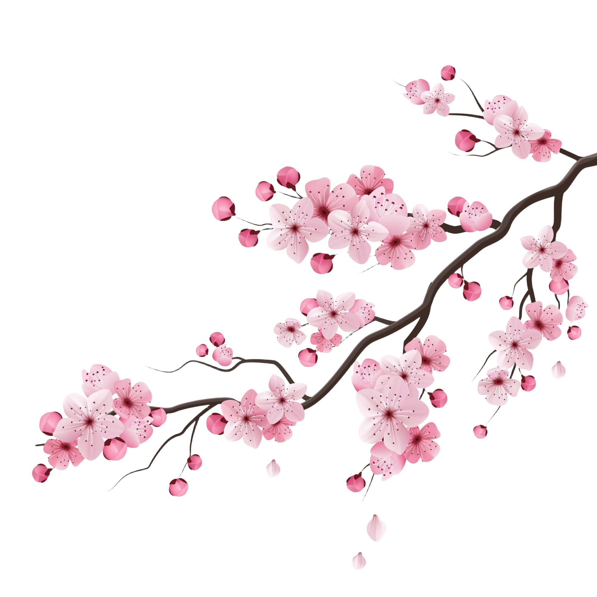Sakura Branch