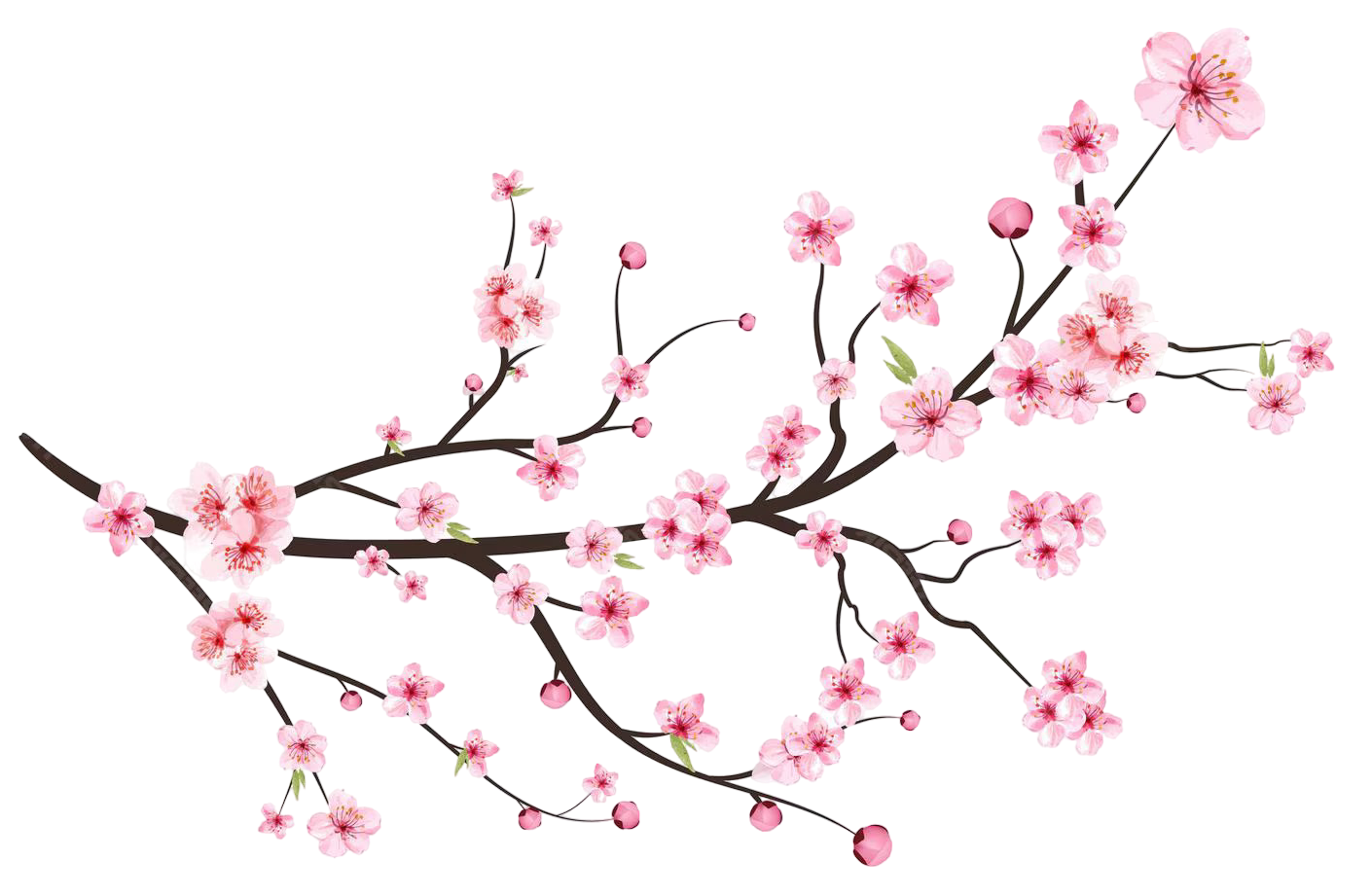Sakura Branch