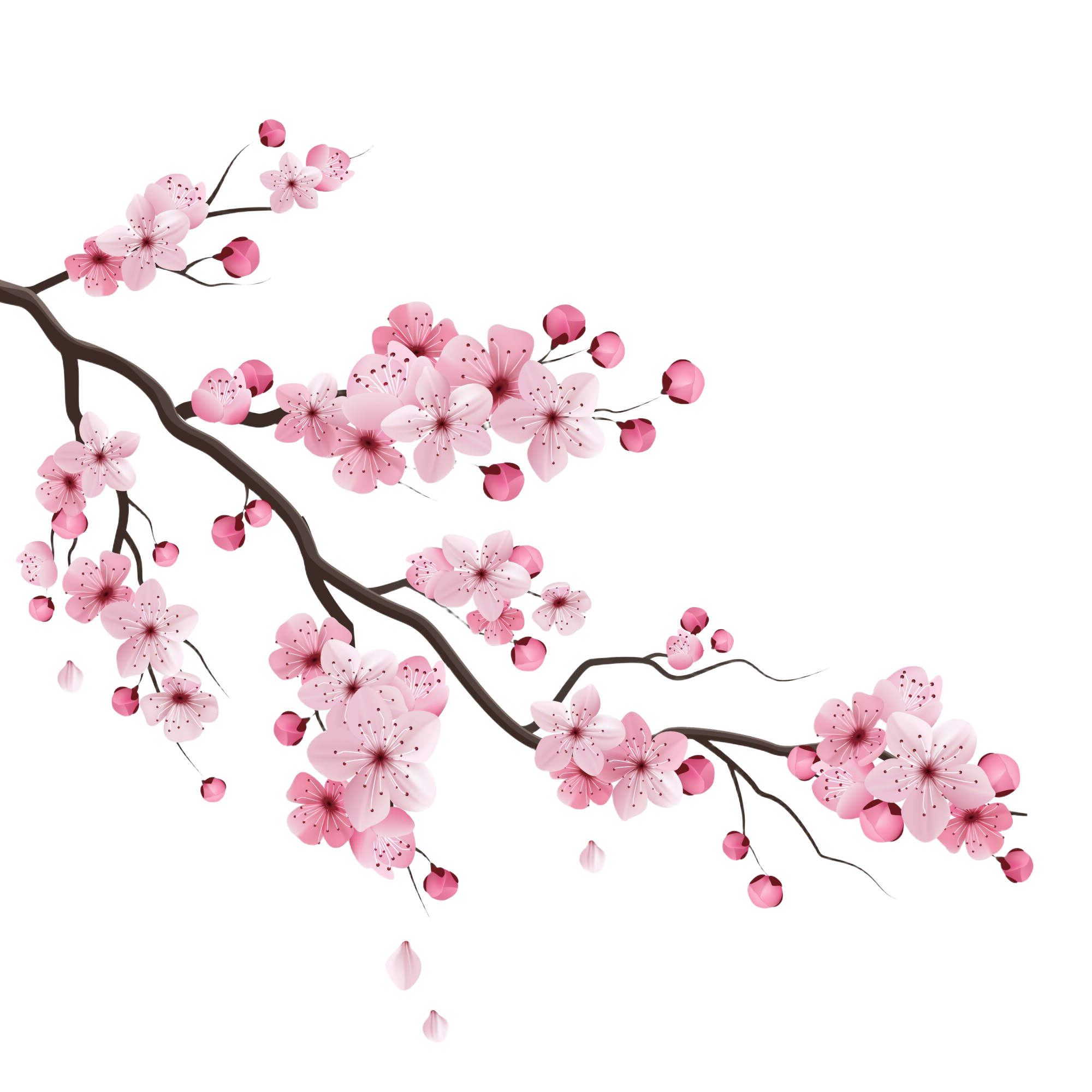 Sakura Branch